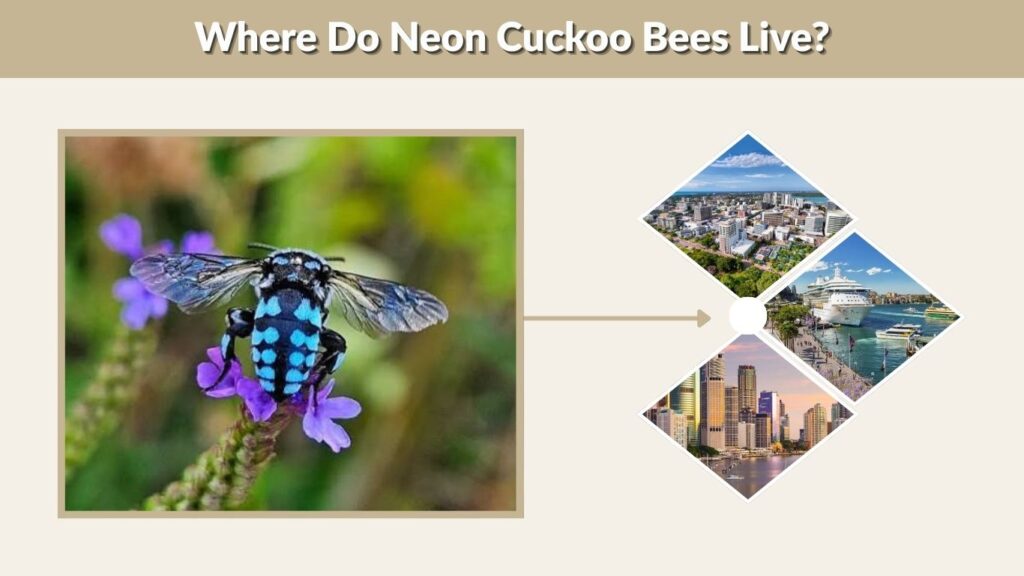 Where Do Neon Cuckoo Bees Live?