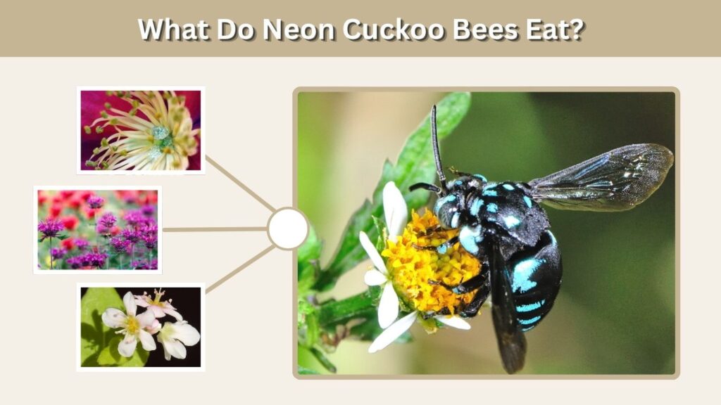 What Do Neon Cuckoo Bees Eat?