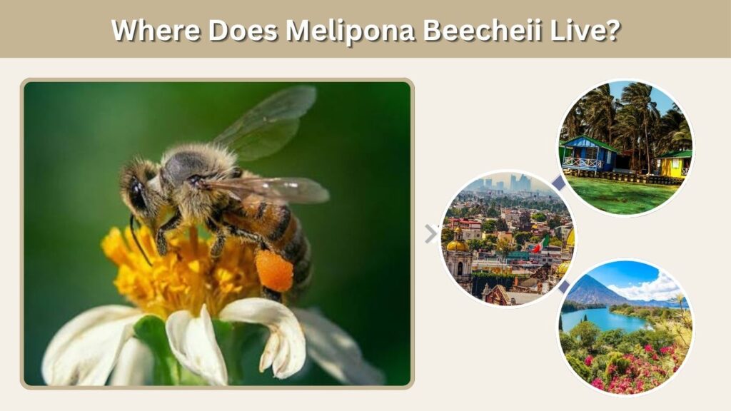 Where Does Melipona Beecheii Live?
