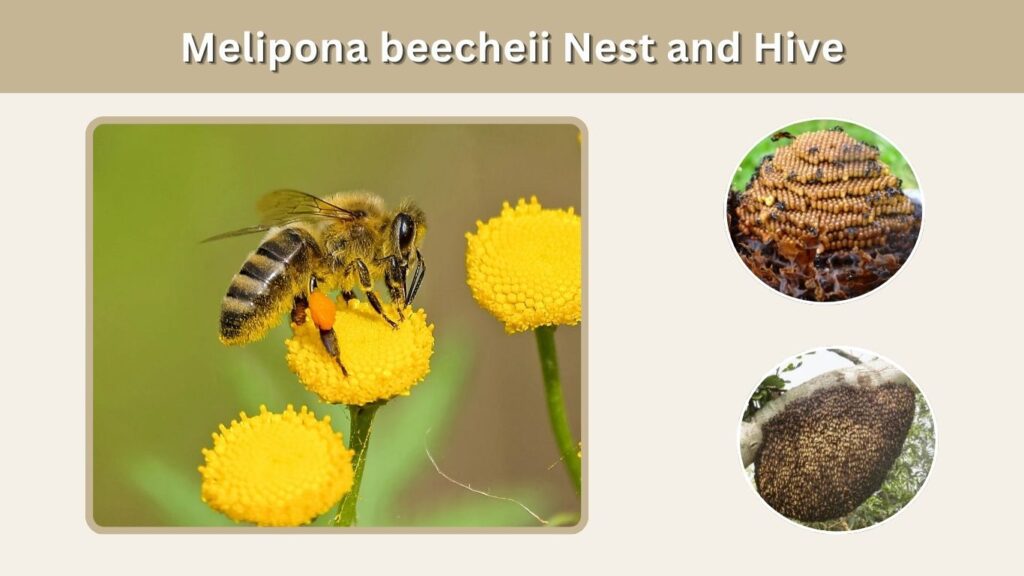 Melipona beecheii Nest and Hive
