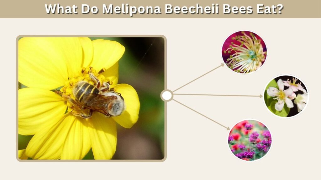 What Do Melipona Beecheii Bees Eat?