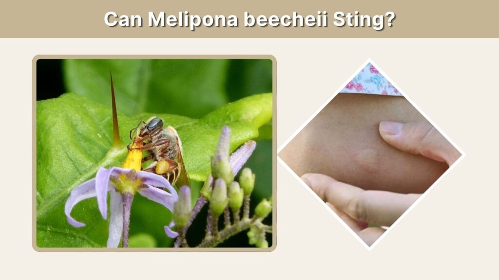 Can Melipona beecheii Sting?