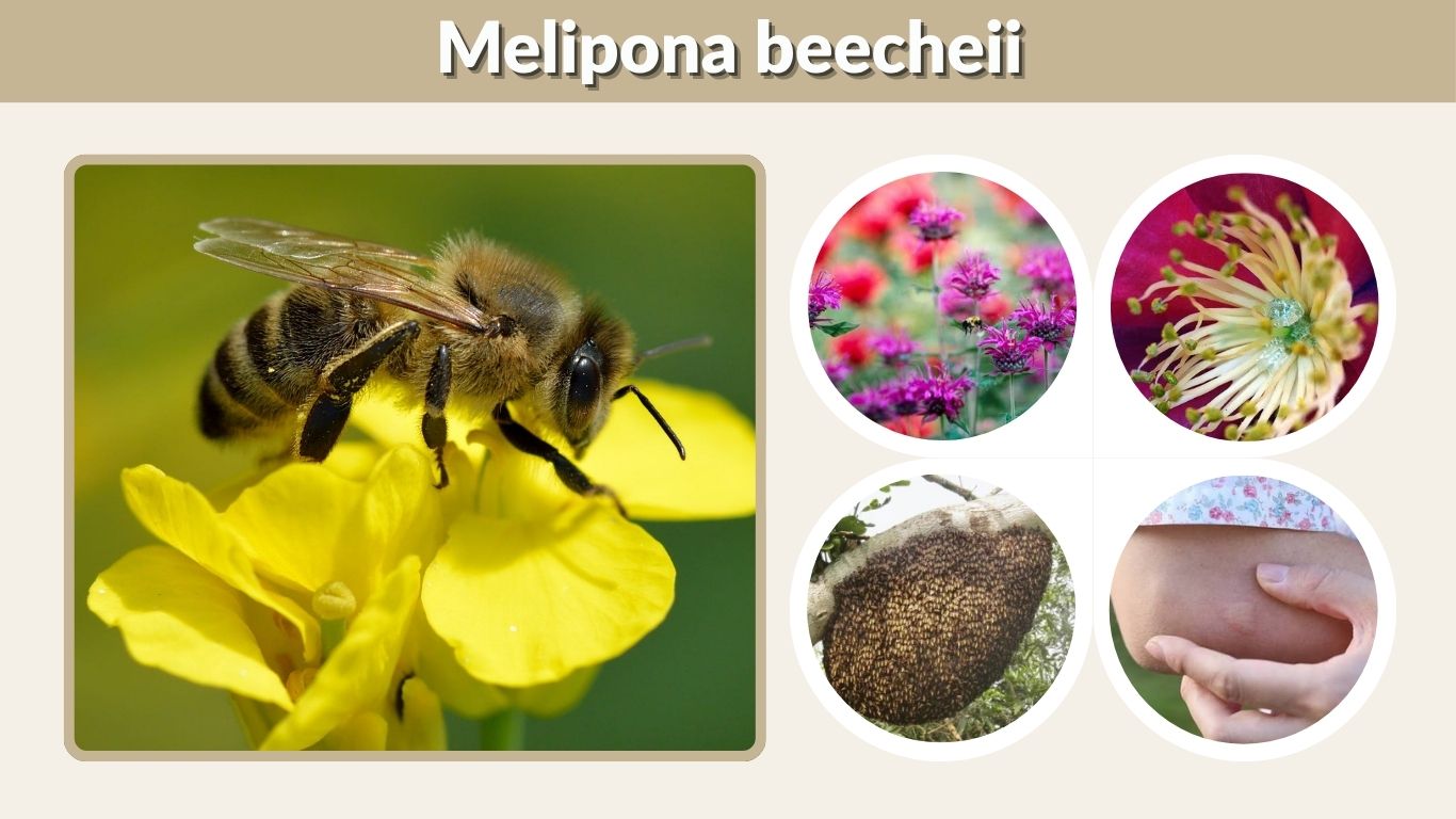 Melipona beecheii: Honey, Hive, Habitat & Beekeeping