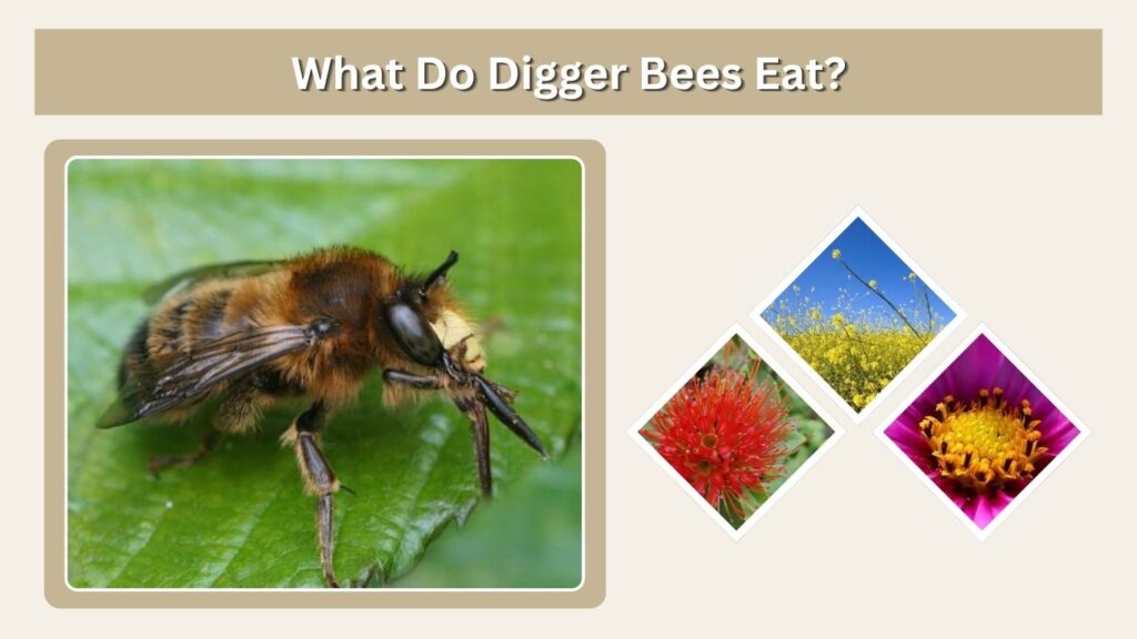 What Do Digger Bees Eat?
