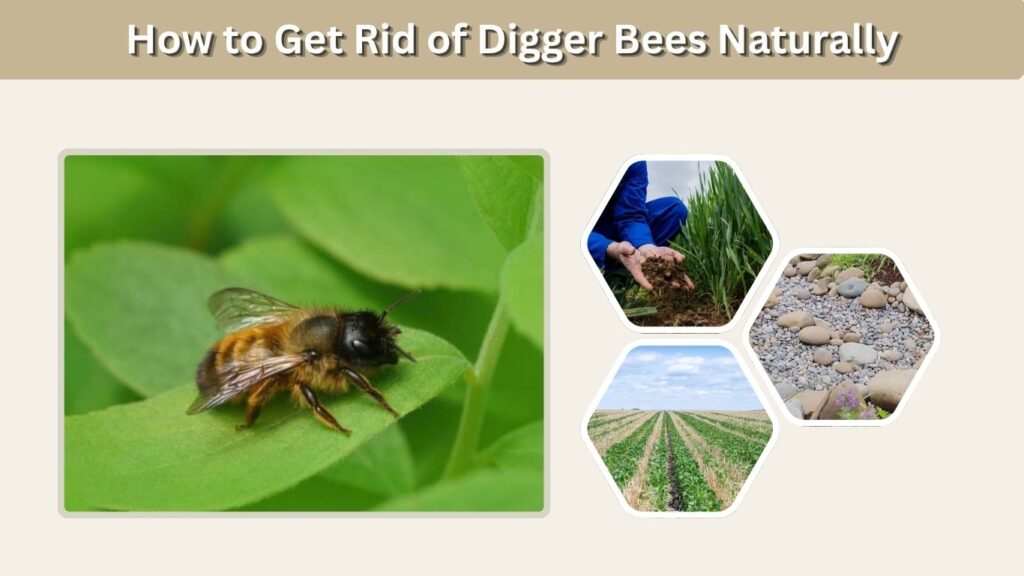 How to Get Rid of Digger Bees Naturally