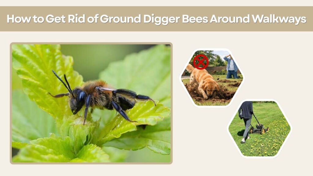 How to Get Rid of Ground Digger Bees Around Walkways