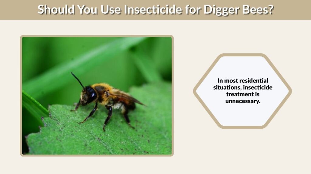 Should You Use Insecticide for Digger Bees?