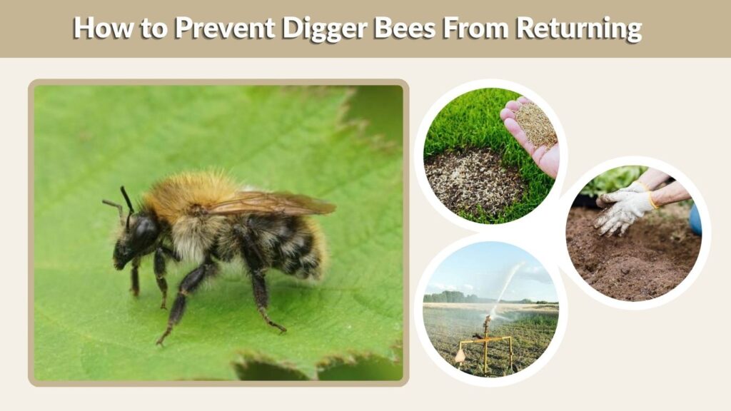 How to Prevent Digger Bees From Returning