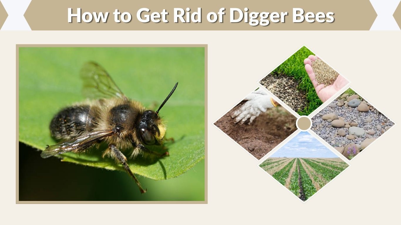 How to Get Rid of Digger Bees Naturally and Safely