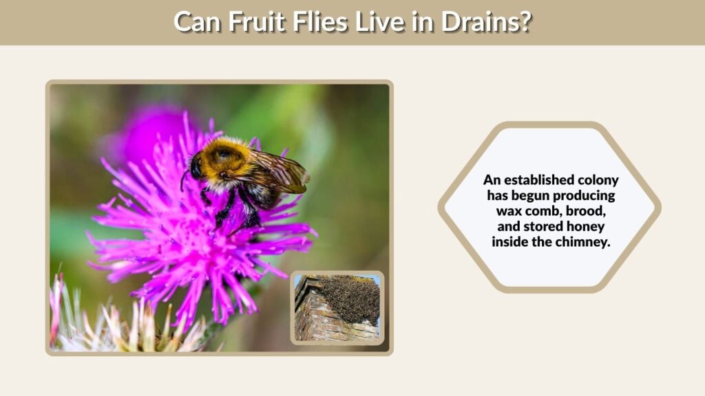 An established colony has begun producing wax comb, brood, and stored honey inside the chimney.