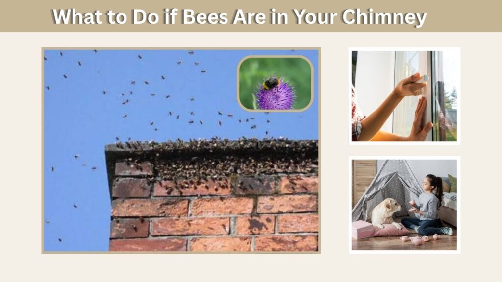 What to Do if Bees Are in Your Chimney