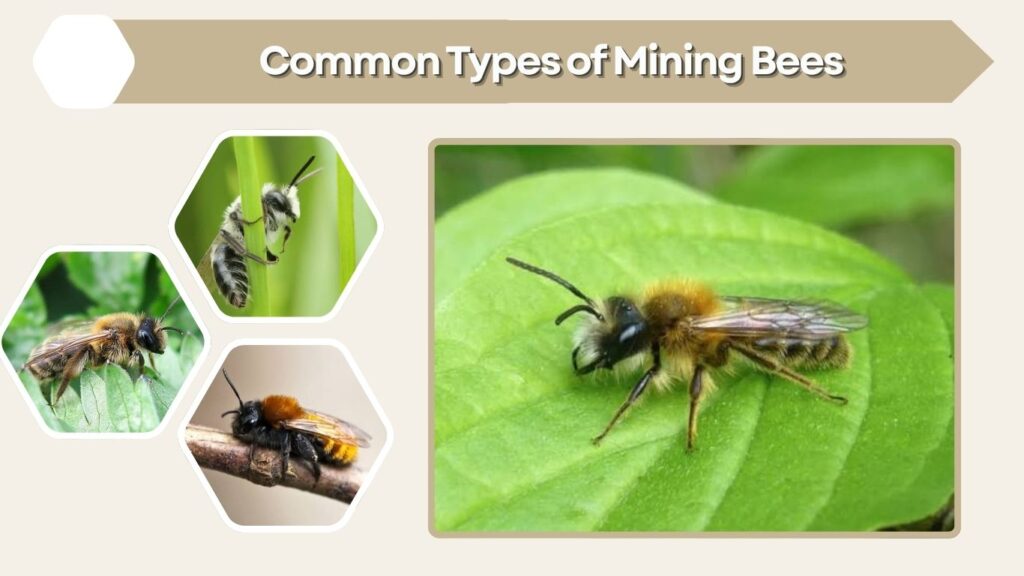 Common Types of Mining Bees
