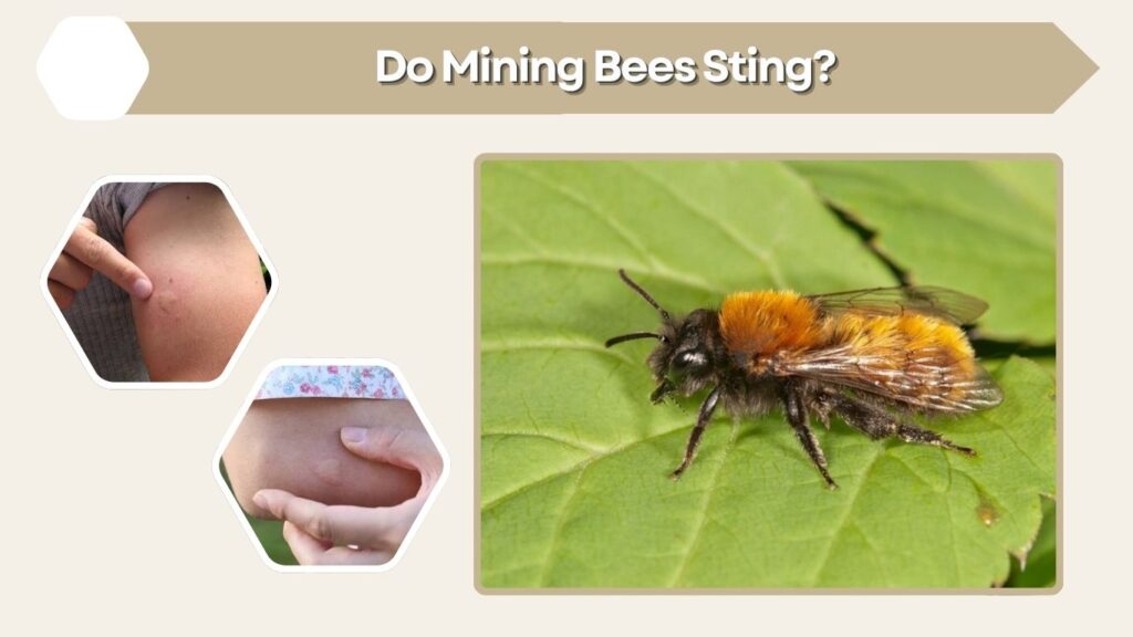 Do Mining Bees Sting?