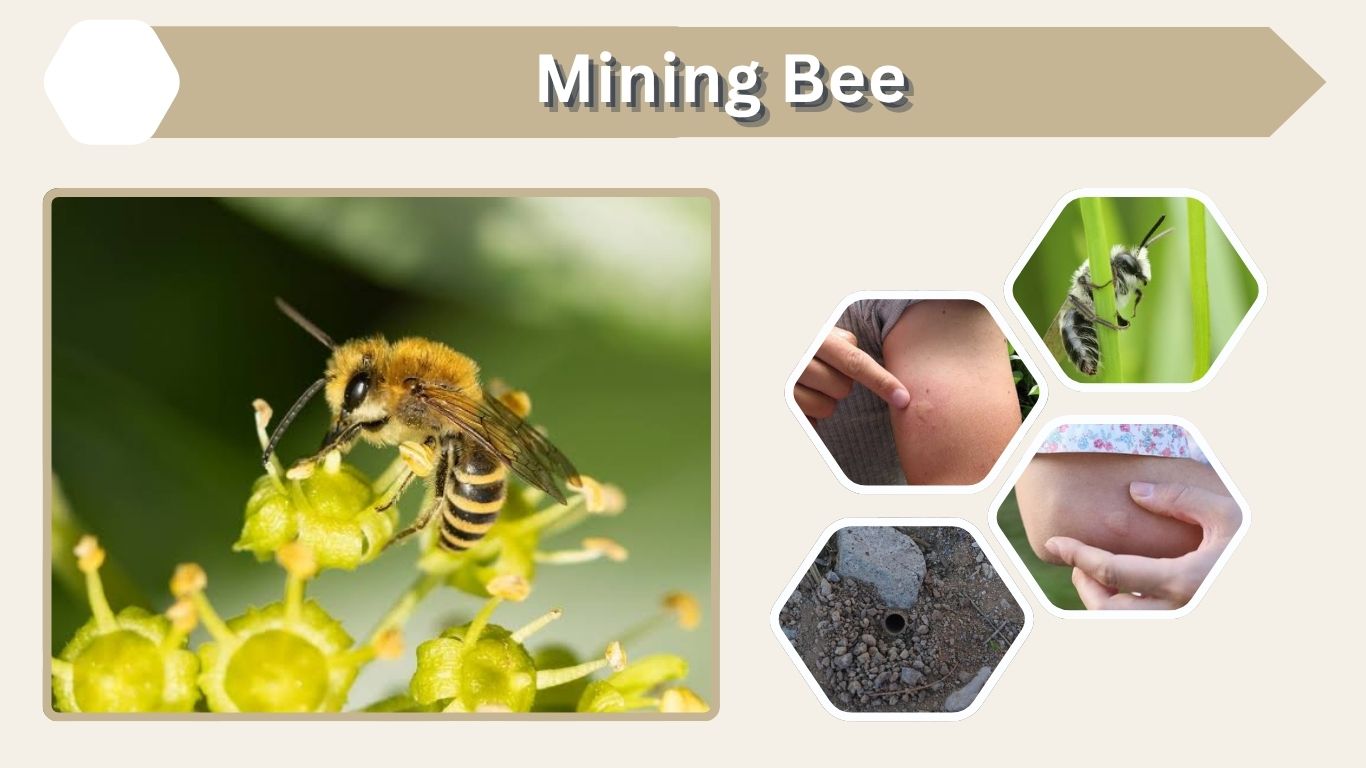 Mining Bee: Identification, Nest, Sting & Species Guide