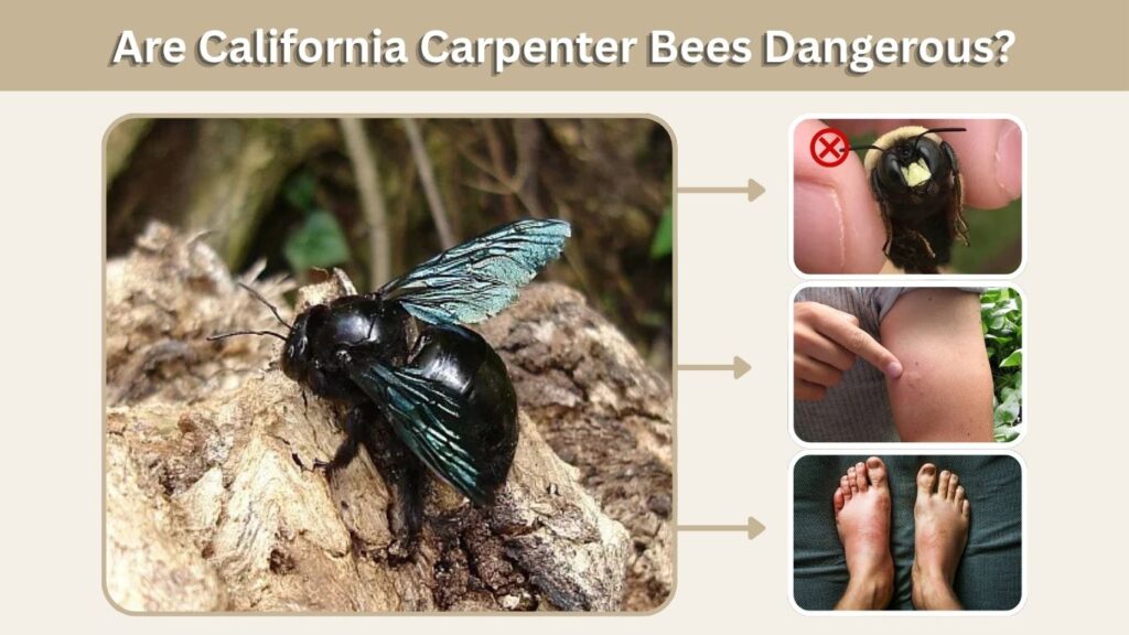 Are California Carpenter Bees Dangerous?