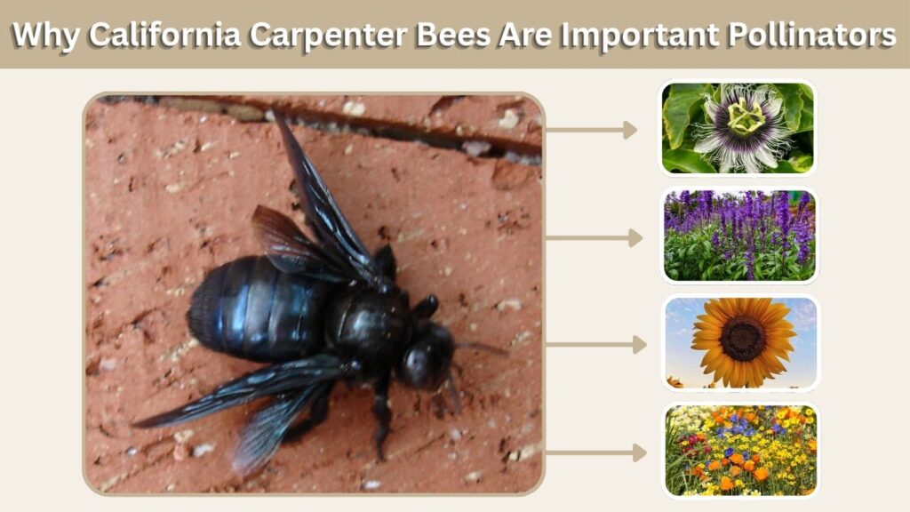 Why California Carpenter Bees Are Important Pollinators