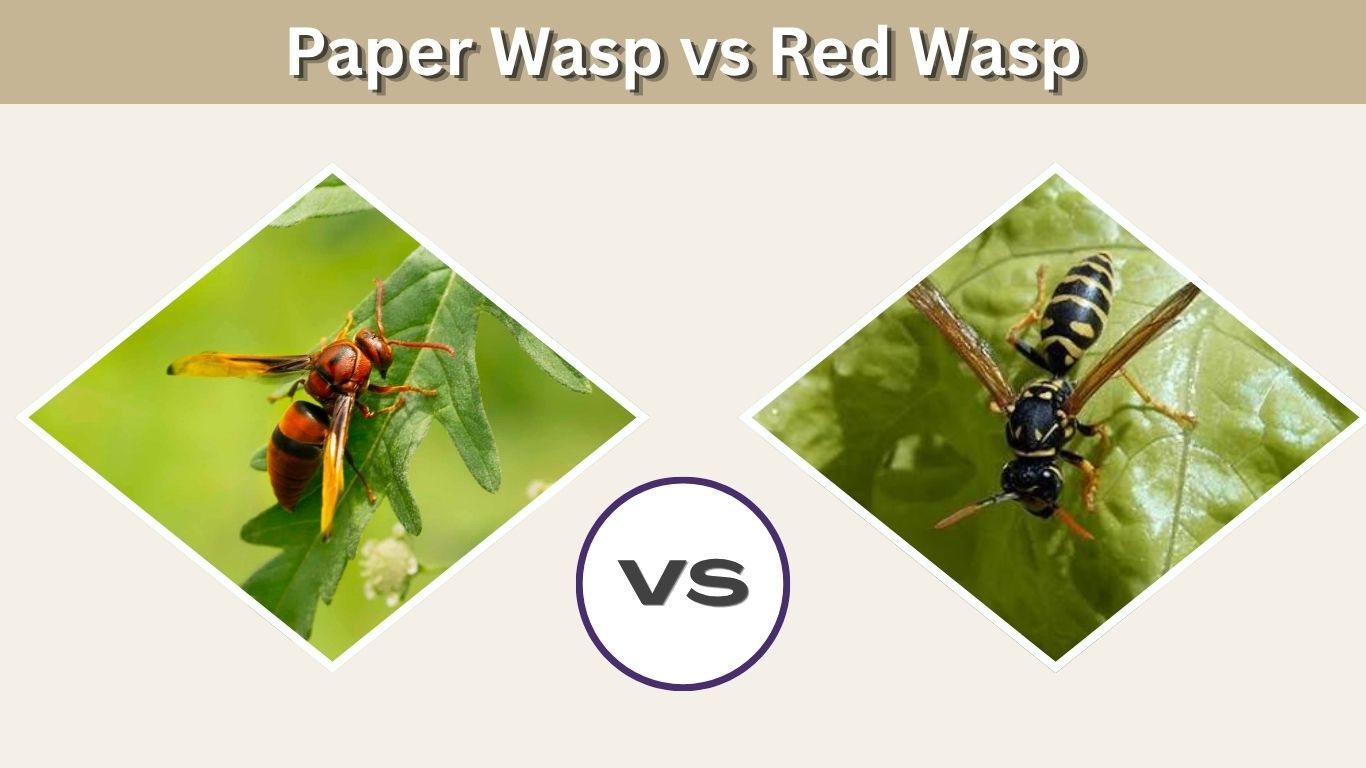 Paper Wasp vs Red Wasp: What Is the Difference?