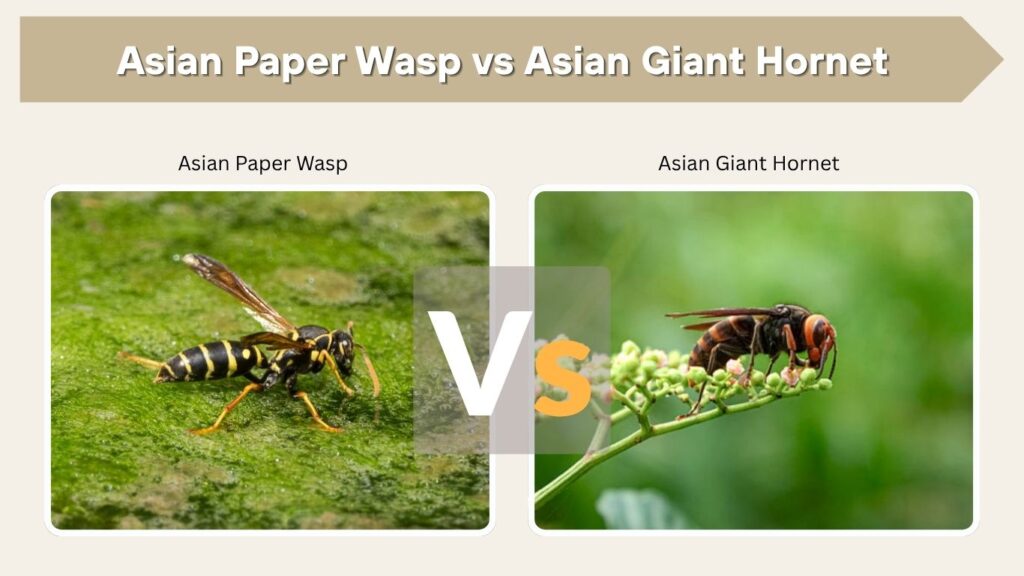 Asian Paper Wasp vs Asian Giant Hornet