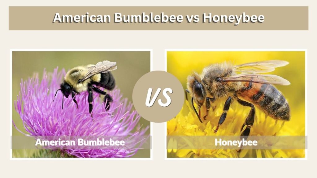 American Bumblebee vs Honeybee