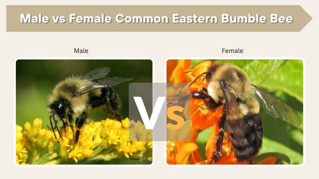 Male vs Female Common Eastern Bumble Bee