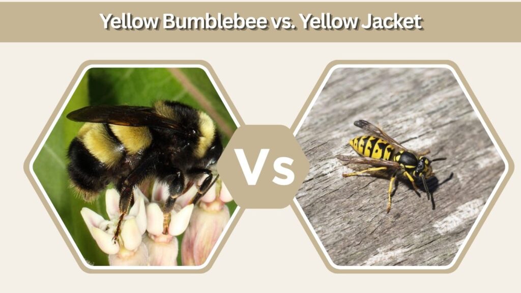 Yellow Bumblebee vs. Yellow Jacket