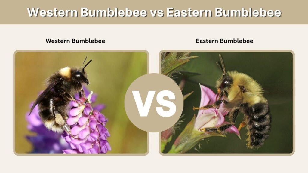 Western Bumblebee vs Eastern Bumblebee
