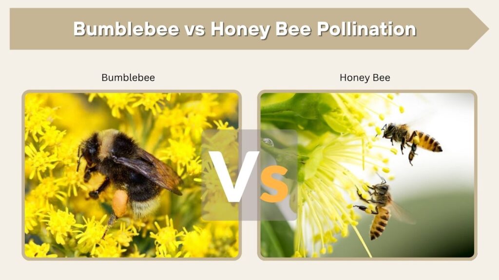 Bumblebee vs Honey Bee Pollination