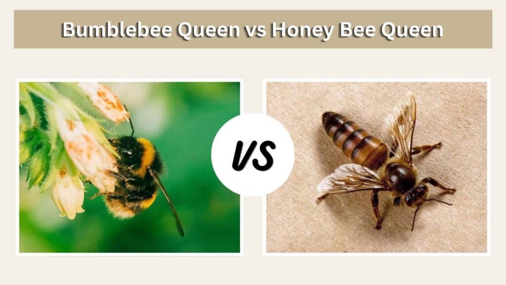 Bumblebee Queen vs Honey Bee Queen