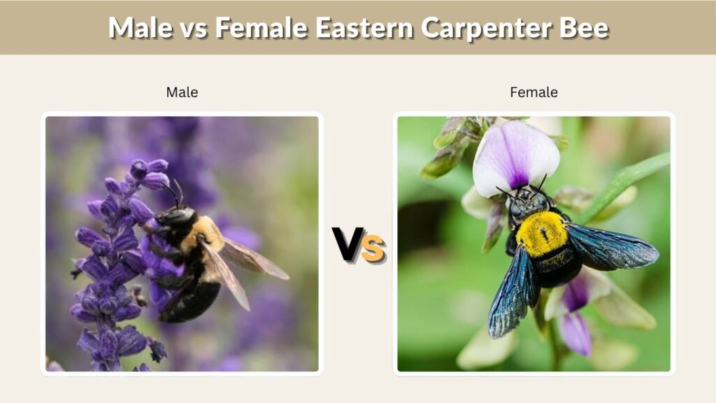 Male vs Female Eastern Carpenter Bee
