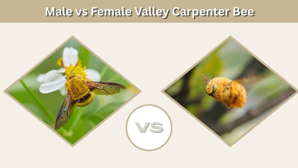 Male vs Female Valley Carpenter Bee