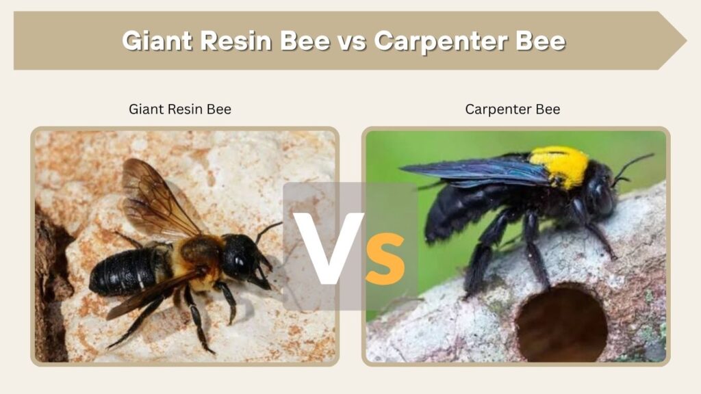 Giant Resin Bee vs Carpenter Bee