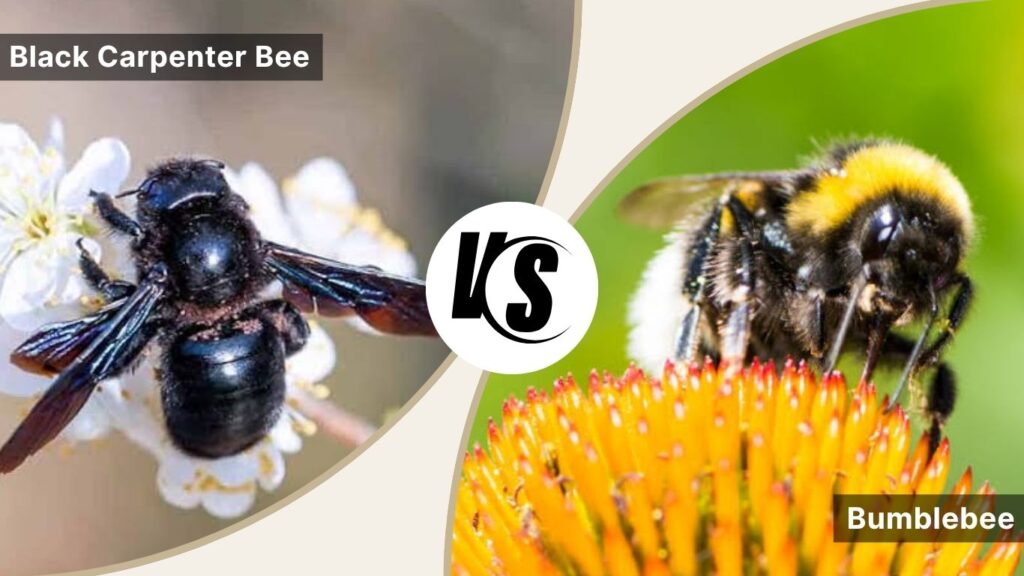 Black Carpenter Bee vs Bumblebee