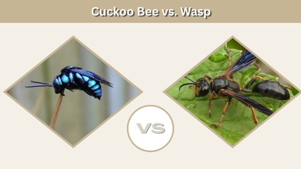 Cuckoo Bee vs. Wasp