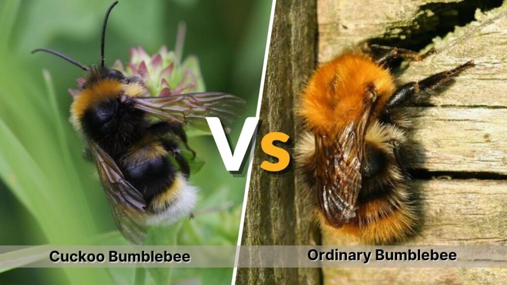 Cuckoo Bumblebee vs. Ordinary Bumblebee