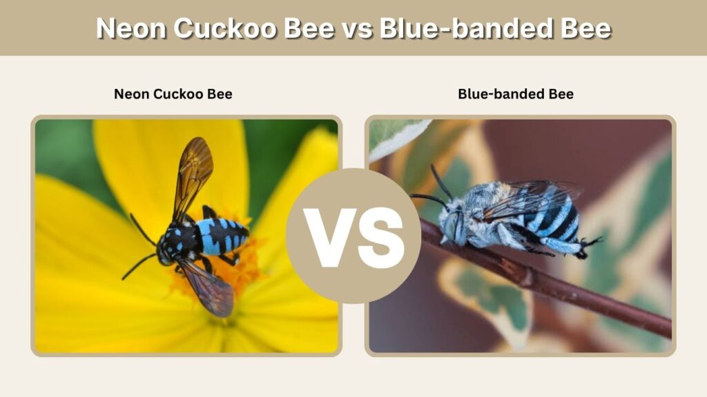 Neon Cuckoo Bee vs Blue-banded Bee