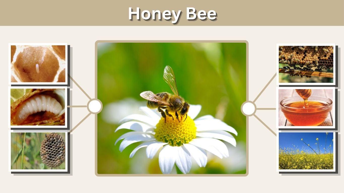 Honey Bee: Identification, Life Cycle, Hive and Facts