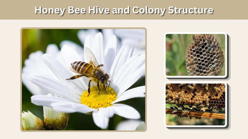 Honey Bee Hive and Colony Structure