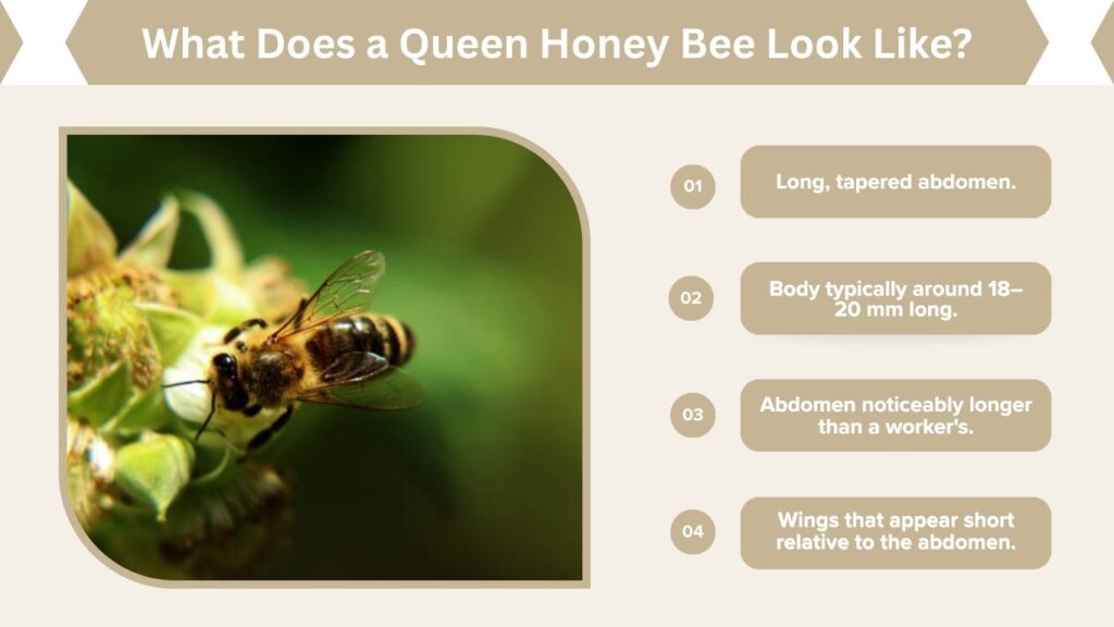 What Does a Queen Honey Bee Look Like?