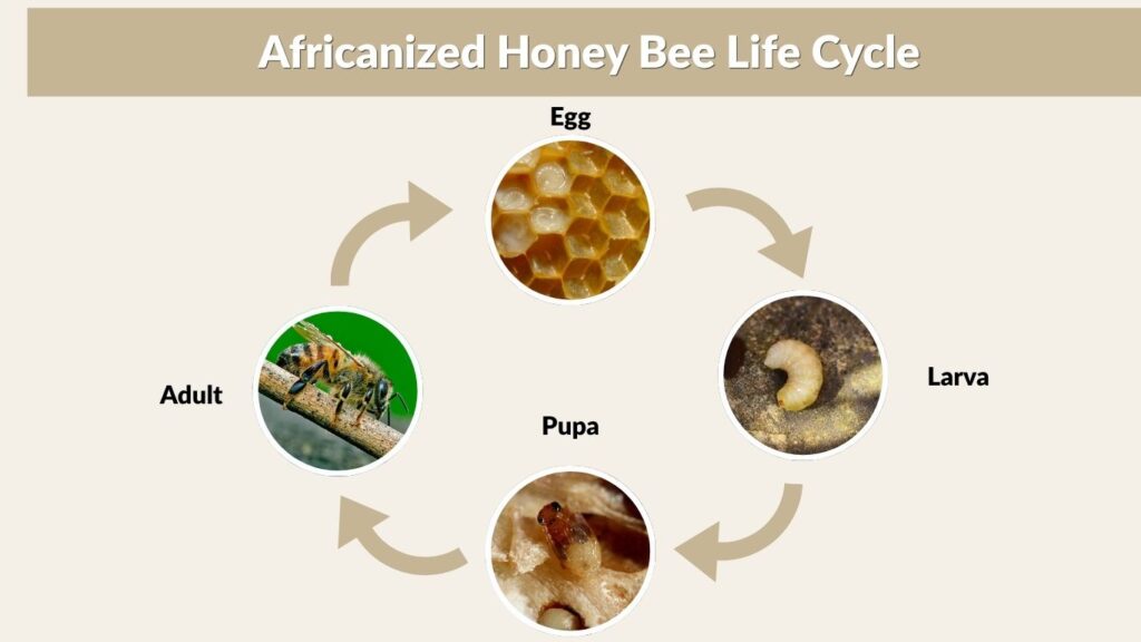 Africanized Honey Bee Life Cycle