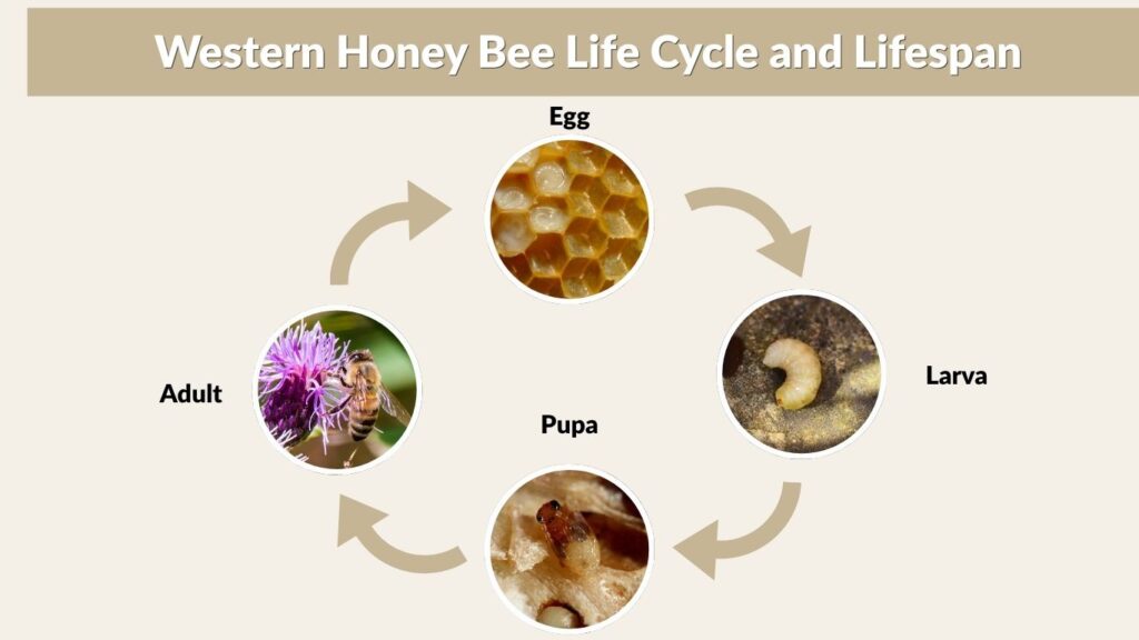 Western Honey Bee Life Cycle and Lifespan