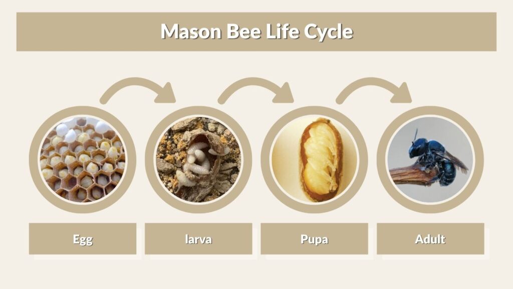 Mason Bee Life Cycle