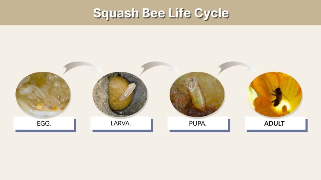Squash Bee Life Cycle
