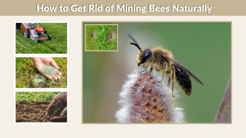 How to Get Rid of Mining Bees Naturally