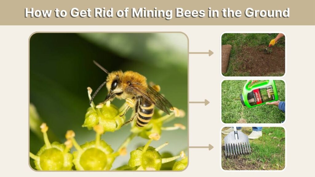 How to Get Rid of Mining Bees in the Ground