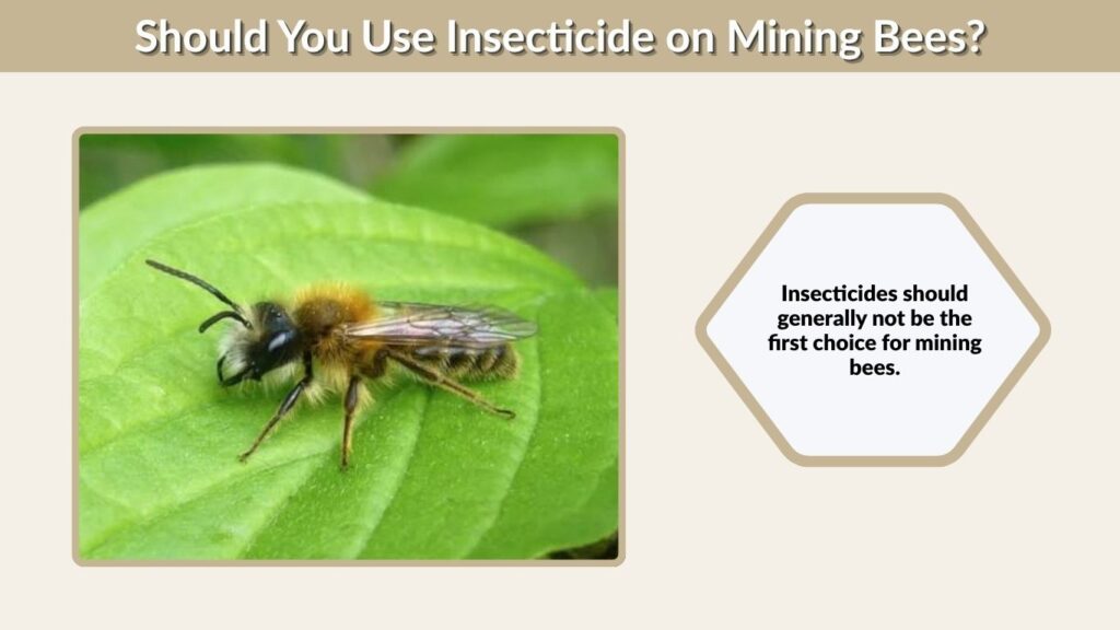Should You Use Insecticide on Mining Bees?