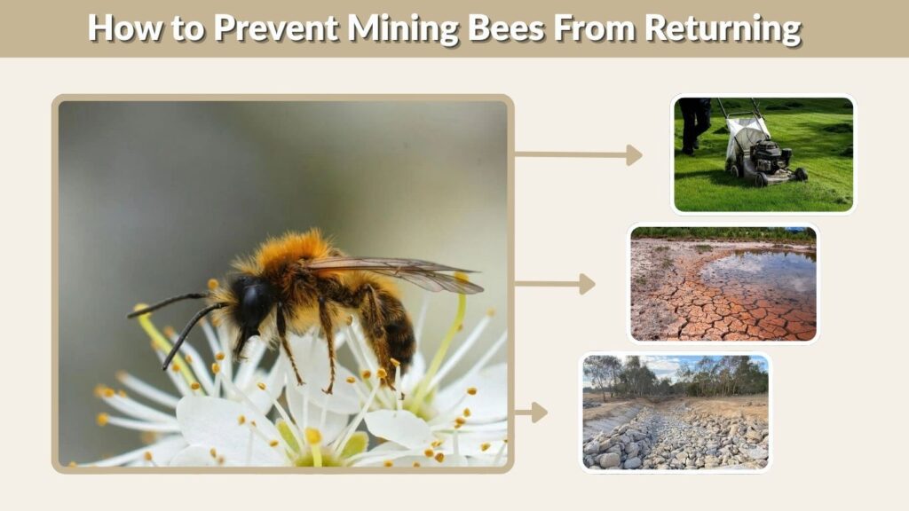 How to Prevent Mining Bees From Returning