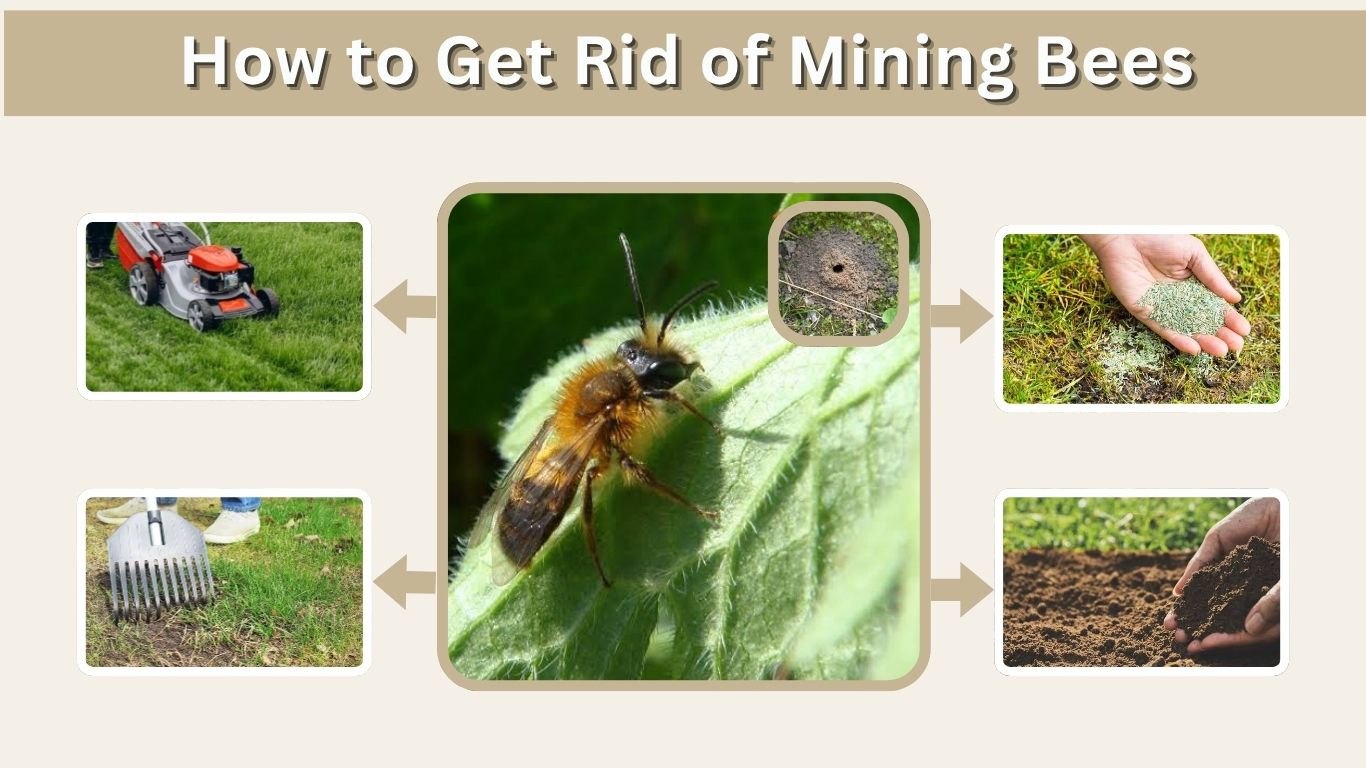 How to Get Rid of Mining Bees Naturally and Safely