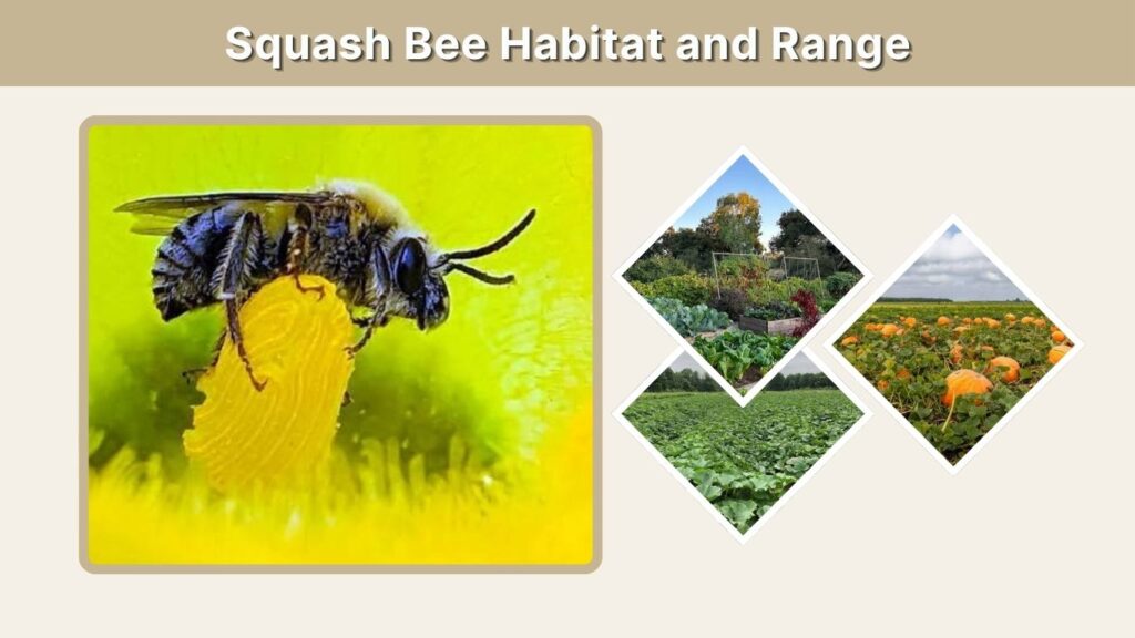 Squash Bee Habitat and Range