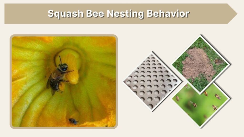Squash Bee Nesting Behavior
