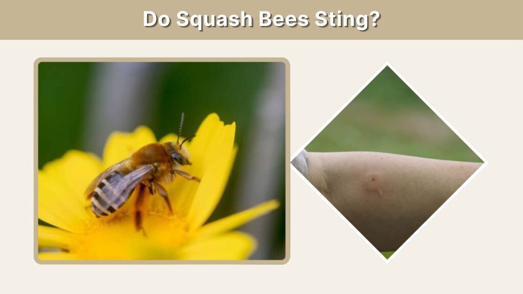 Do Squash Bees Sting?